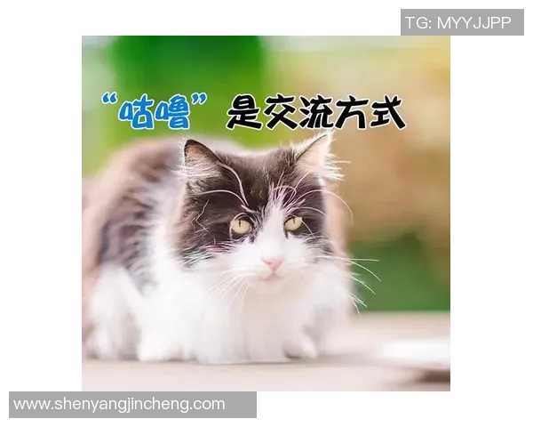 足球明星如何与猫咪互动让它们快乐的秘密技巧分享